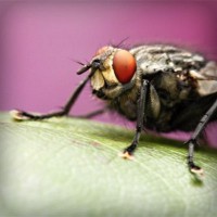 /album/embajadoresfc/photolia-a08-jpg/